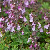 Canada Germander